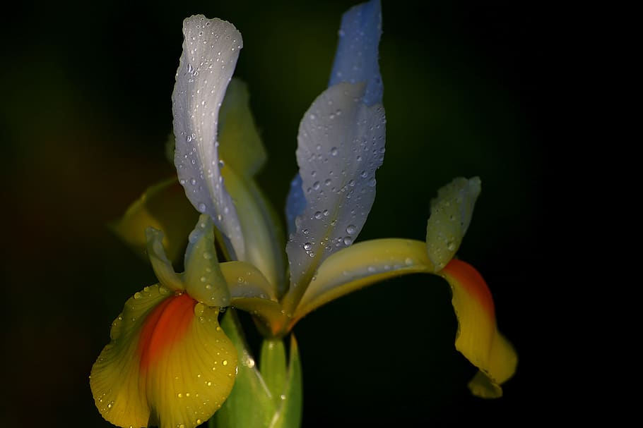 flower, no one, nature, sheet, fragility, vulnerability, beauty in nature HD wallpaper
