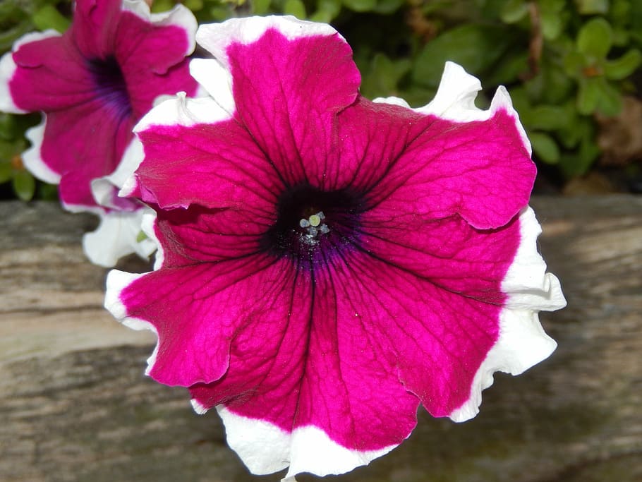 petunia, flowers, nature, flowering plant, petal, freshness HD wallpaper