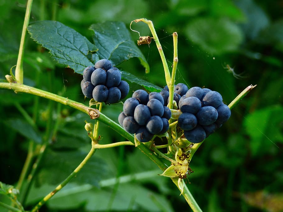 forest, fruits, nature, food and drink, healthy eating, freshness HD wallpaper
