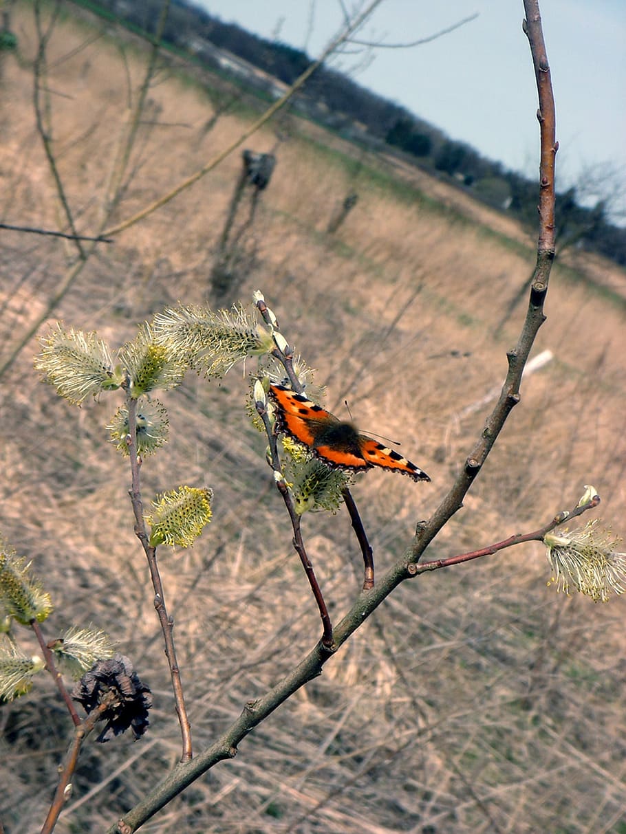 butterfly, spring, swallowtail, branch, nature, insect, animal themes HD wallpaper