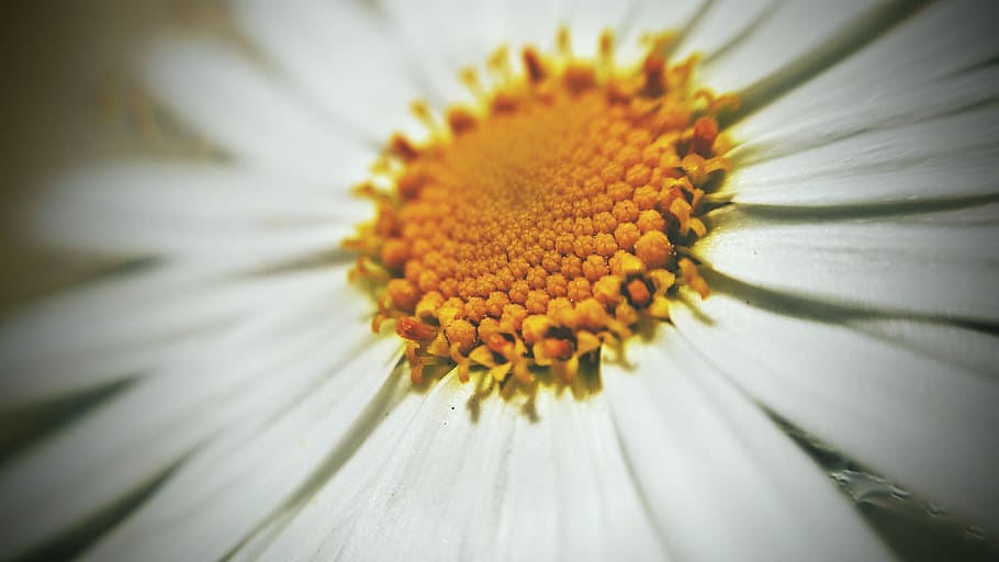 Flower, Yellow, White, Micro, flower head, fragility, petal HD wallpaper