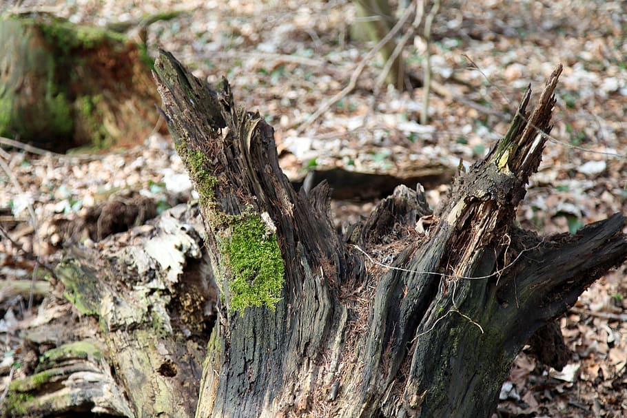 tree, root, moss, morsch, tree root, wood, forest, rots, tree stump HD wallpaper