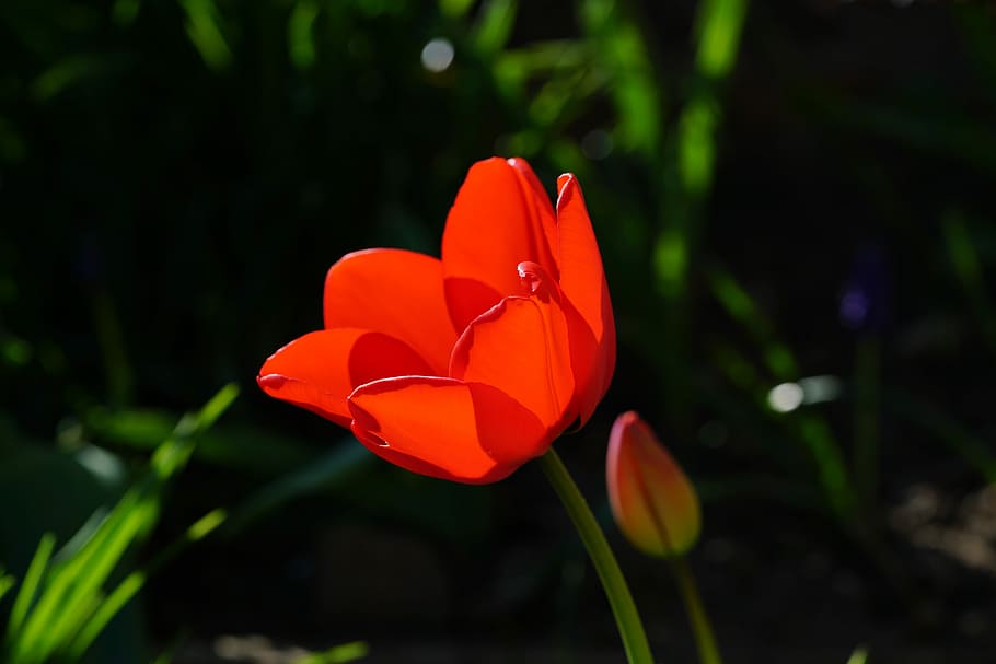 tulip, blossom, bloom, red, spring, spring flowers, plant, flowering plant HD wallpaper
