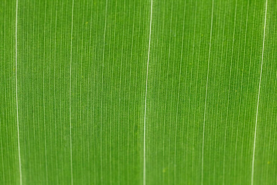 green textile, Abstract, Backdrop, Background, bright, detail HD wallpaper