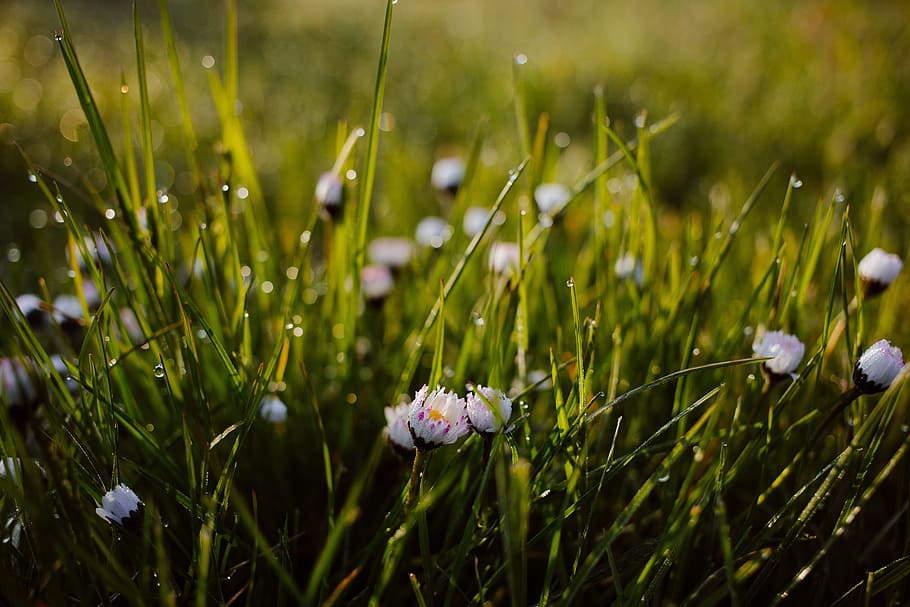 nature, background, blade, bokeh, bright, camomile, chamomile HD wallpaper