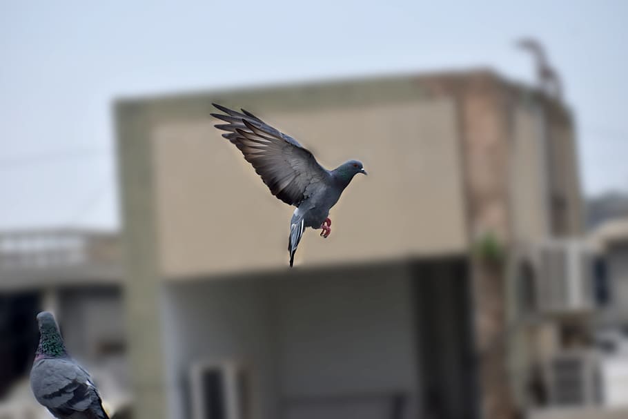 pigeon, bird, flying, flight, animal themes, animals in the wild HD wallpaper