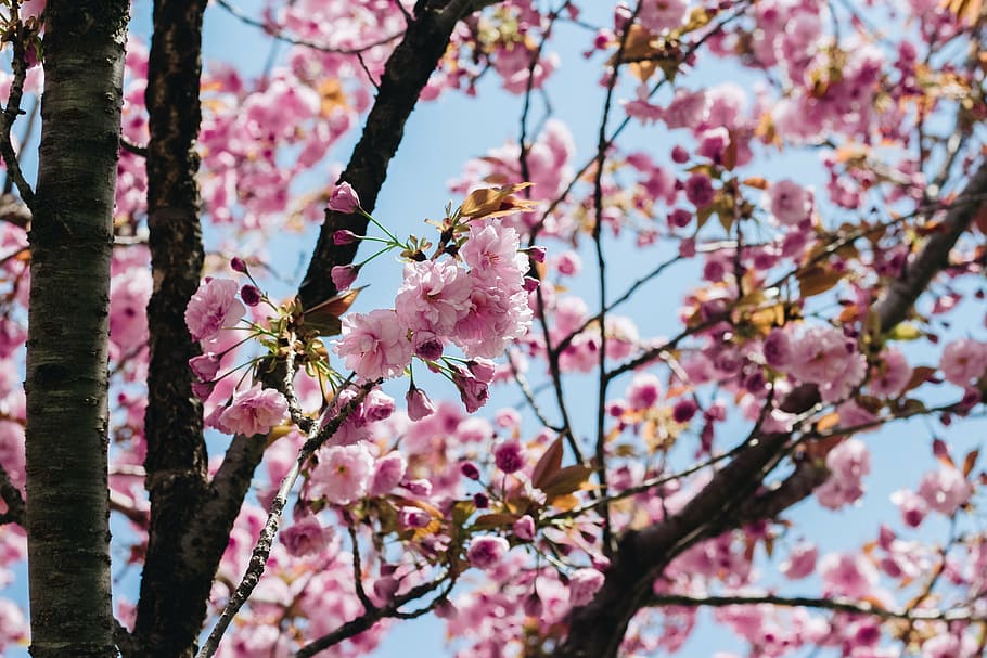 sakura, flower, pink flower, spring, cherry flowers, blossom HD wallpaper