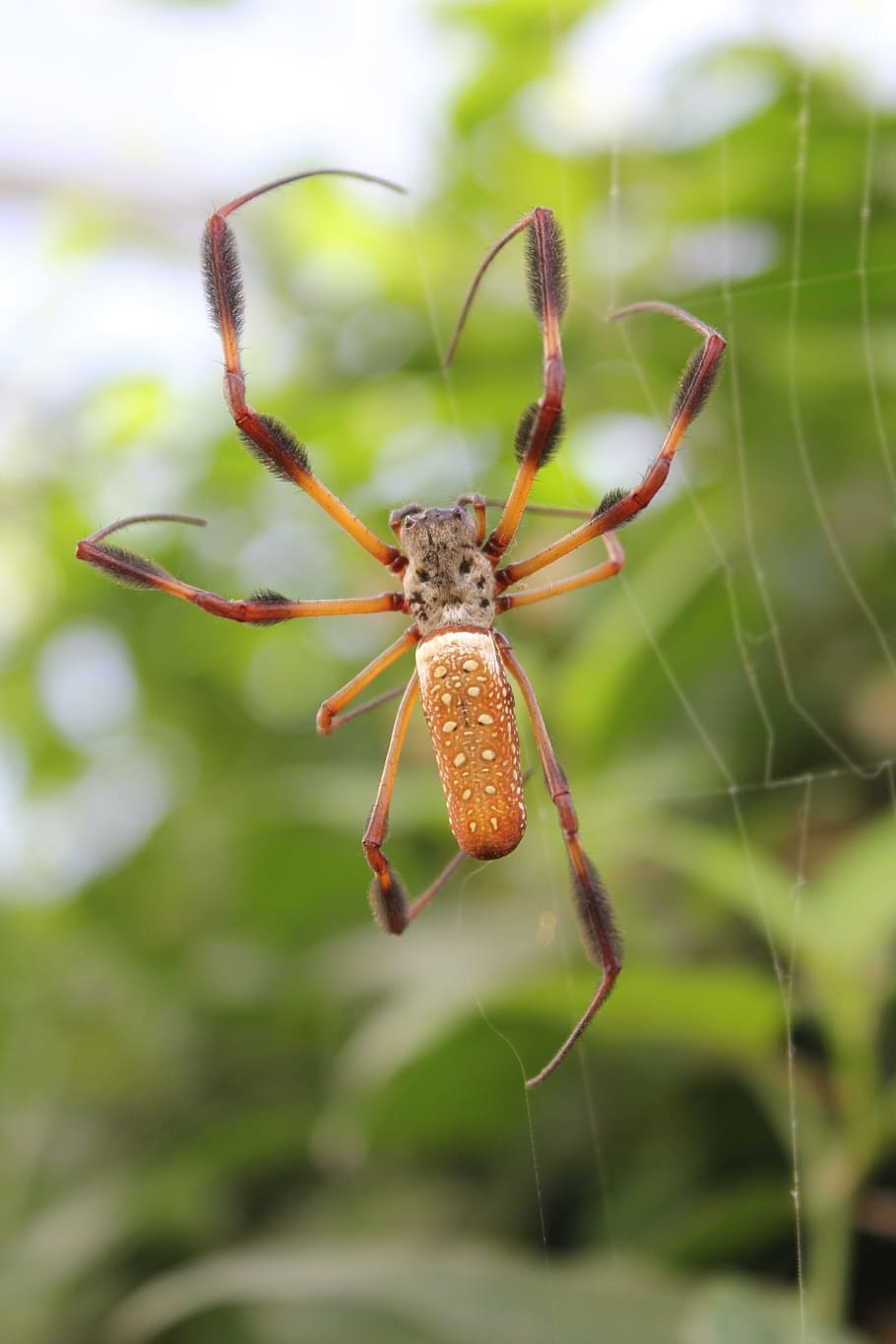 spider, insect, arachnid, animal, web, nature, garden, natural HD wallpaper
