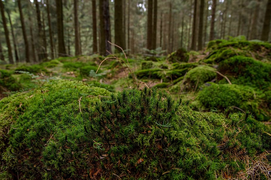 moss, forest, nature, green, landscape, tree, natural, woodland HD wallpaper