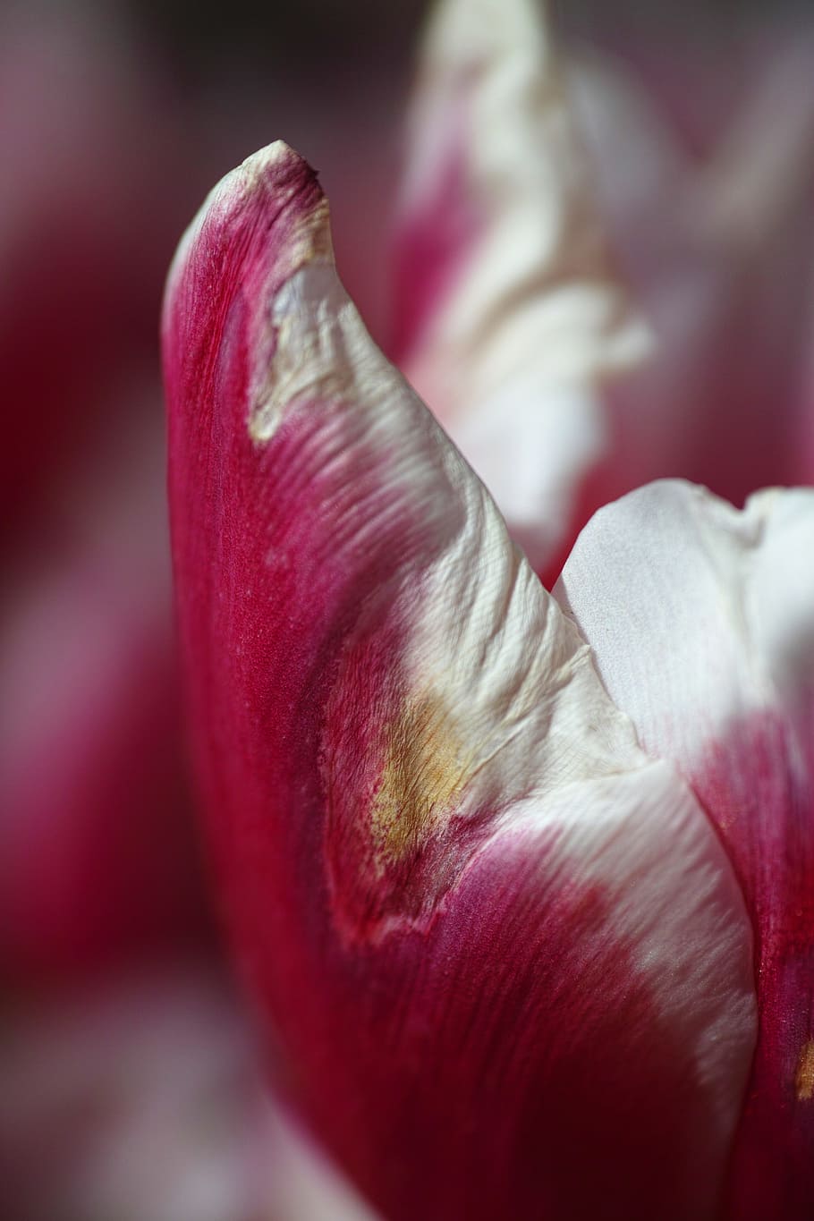 tulips, flower, flowers, macro, plant, nature, close, vivid color HD wallpaper