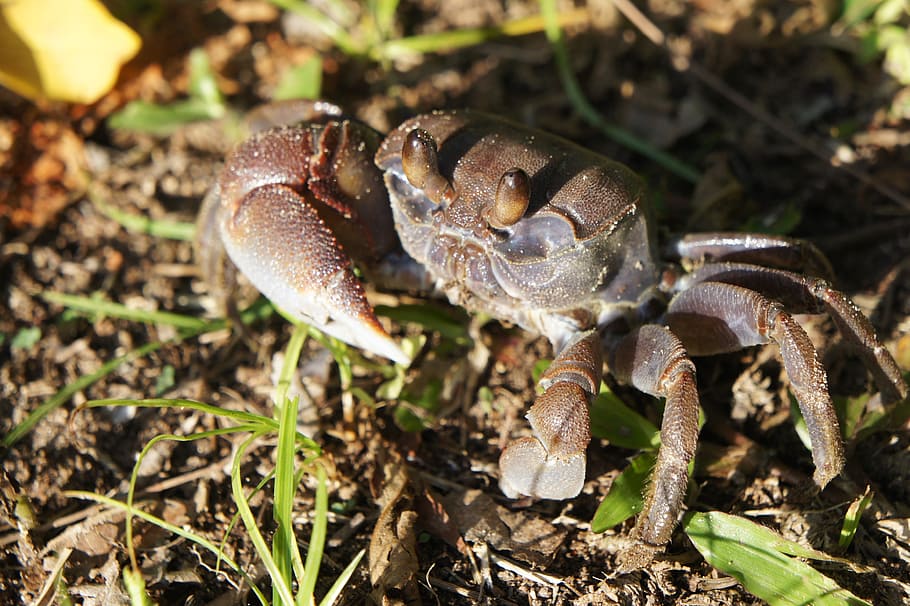 Crab, Cancer, Shellfish, Beach, one animal, animal themes, animals in the wild HD wallpaper