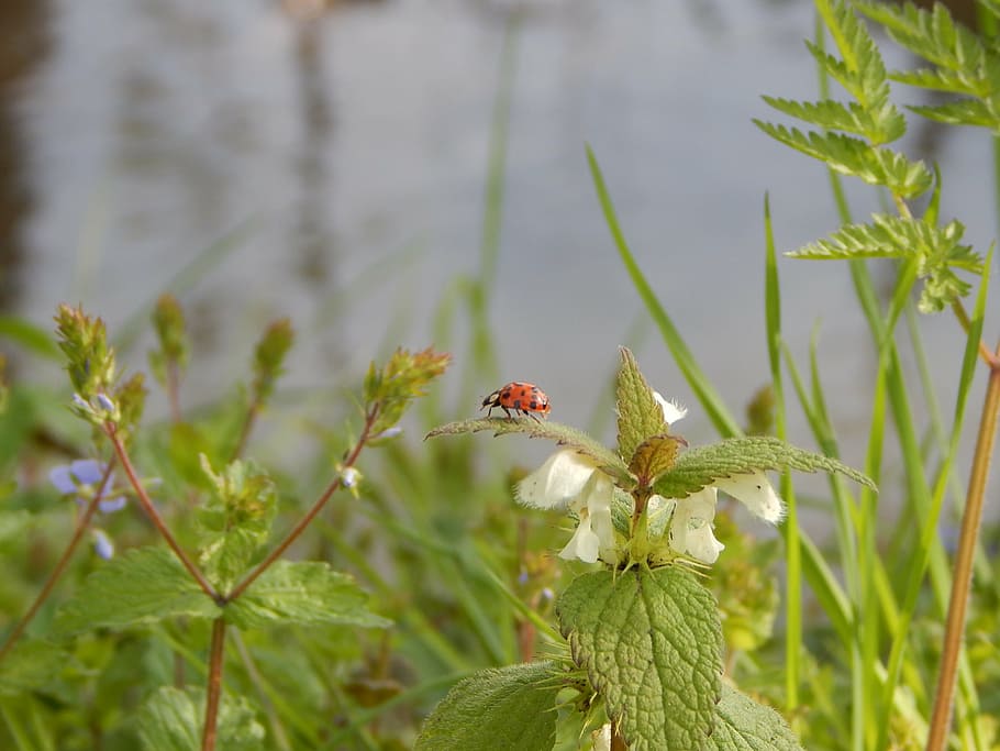 ladybug, nature, insect, beetle, plant, flower, summer, leaf HD wallpaper