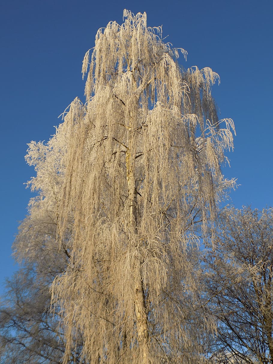 Tree, Frost, Cold, Ice, Sunshine, sky, pine tree, low angle view HD wallpaper