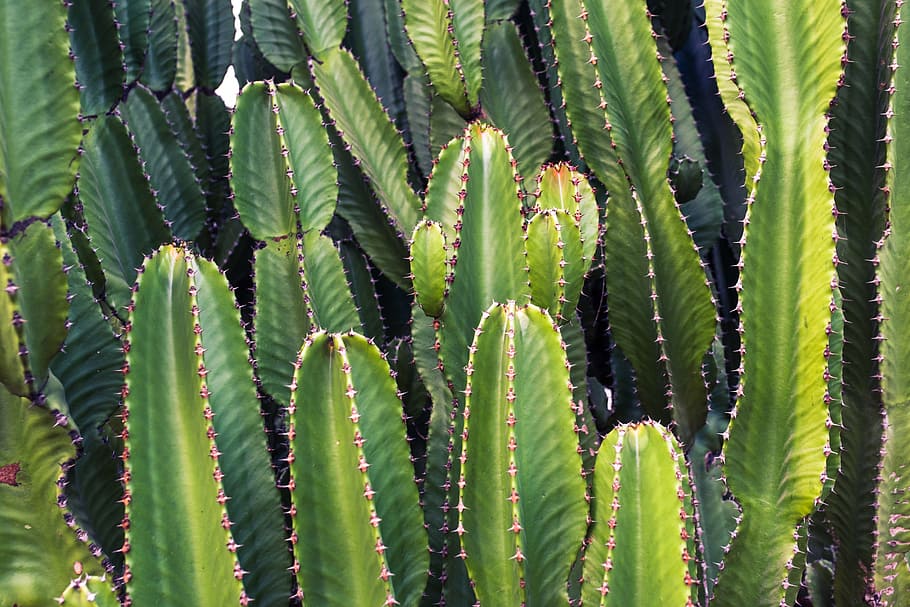cactus, cacti, plants, green, nature, growth, green color, succulent plant HD wallpaper