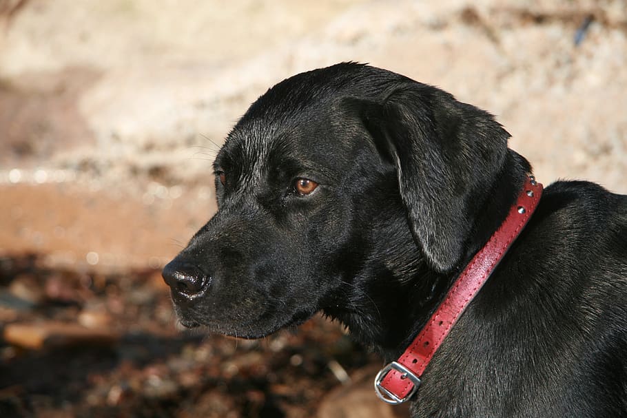 Dog, Black, Labrador, Animal, Pet, retriever, pedigree, canine HD wallpaper