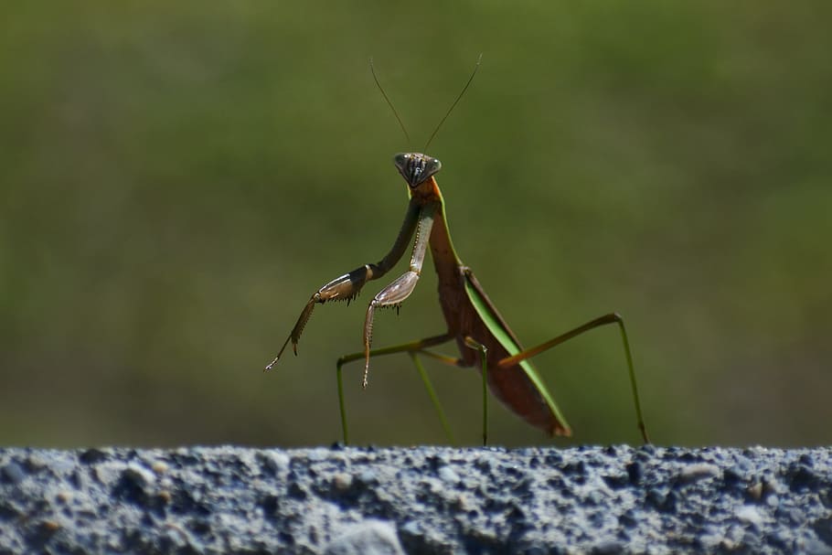 natural, landscape, insect, mantis, 蟷螂, 螳螂 of the axe HD wallpaper