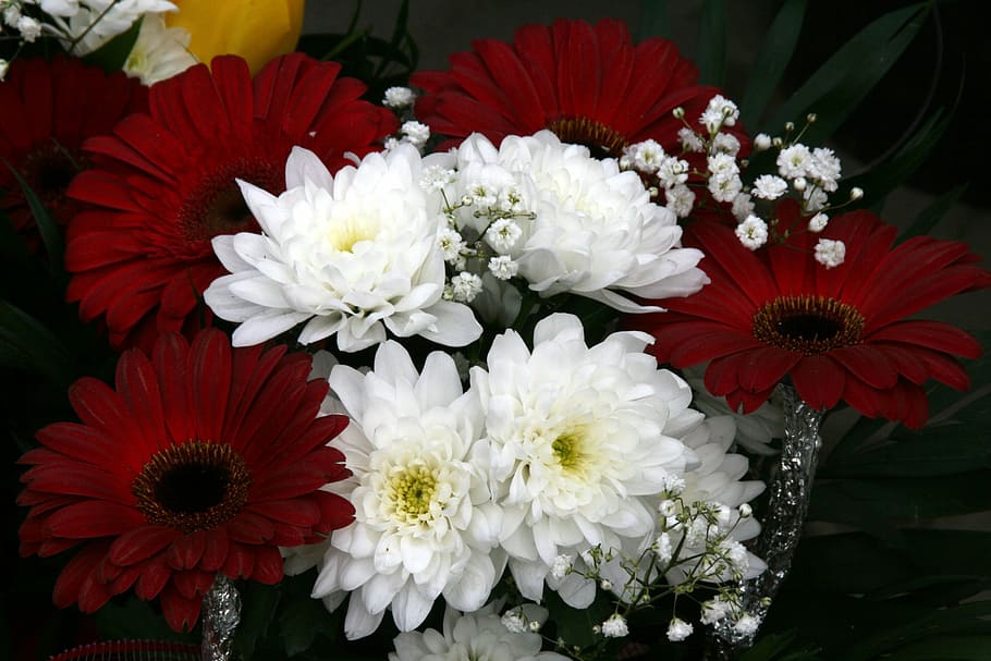 Flowers, Coloring, Bouquet, red, peony, no people, freshness HD wallpaper