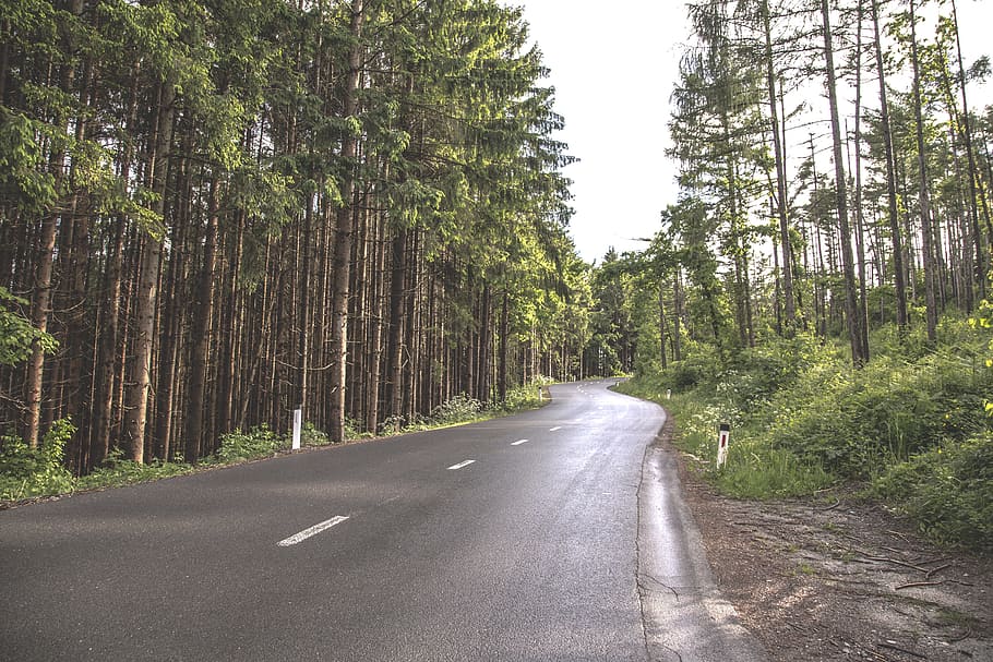 forest, road, tree, green, wood, nature, landscape, outdoor HD wallpaper