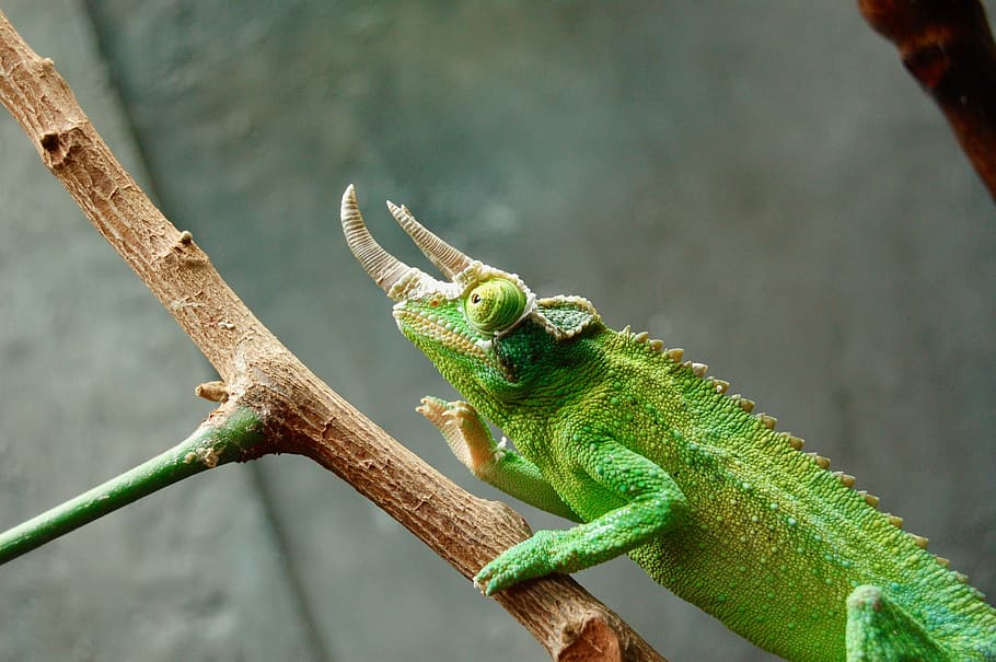 shallow focus photo of green reptile, green chameleon on brown stick HD wallpaper