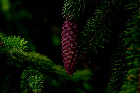 Floral, Nature, Spring, Flower, Plant, natural, garden, green HD wallpaper