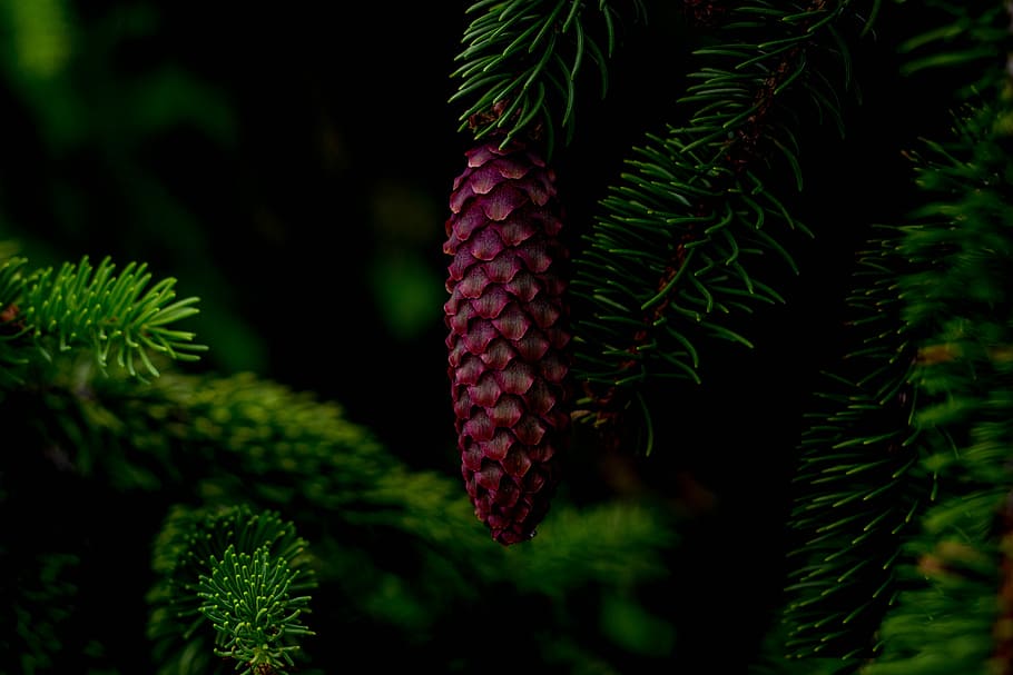 Floral, Nature, Spring, Flower, Plant, natural, garden, green HD wallpaper