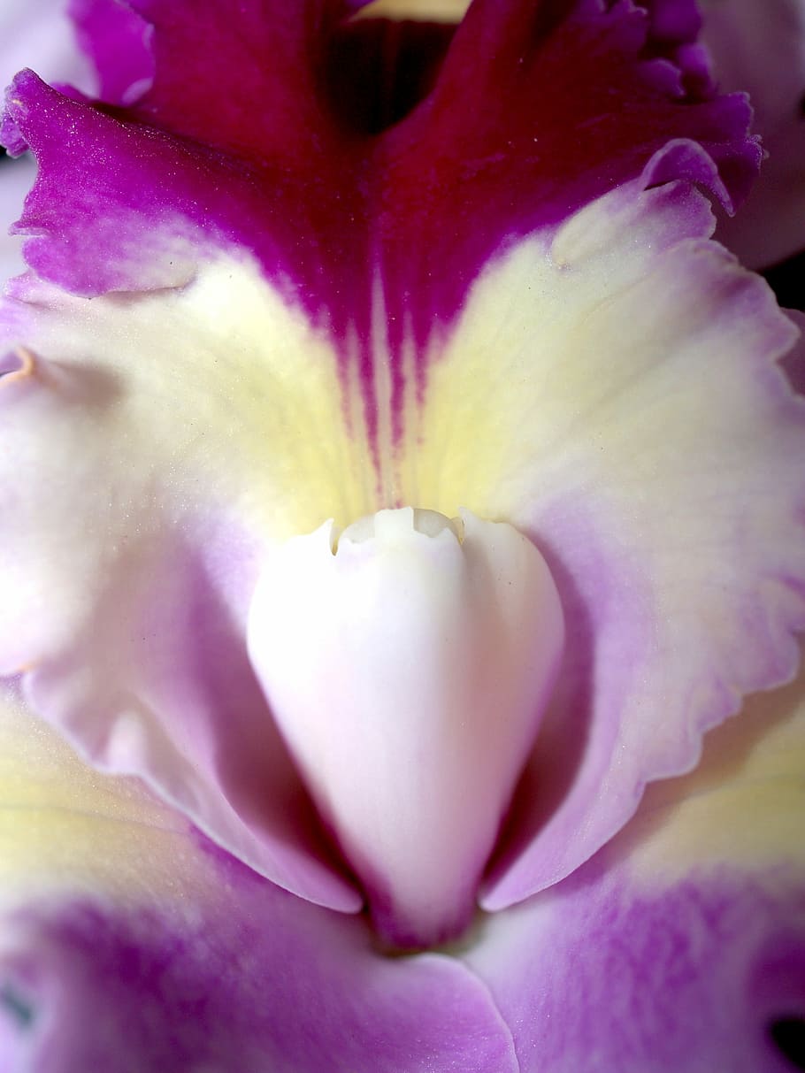 Orchid, Flower, Violet, Flora, bright, growth, decoration, bud HD wallpaper
