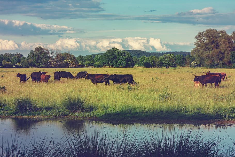 beef, cattle, pasture, cow, animals, nature, cows, galloway beef HD wallpaper