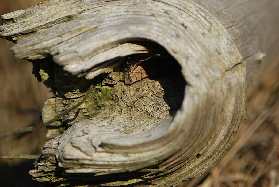 Wood, Tree, Old, one animal, reptile, animal body part, crocodile HD wallpaper