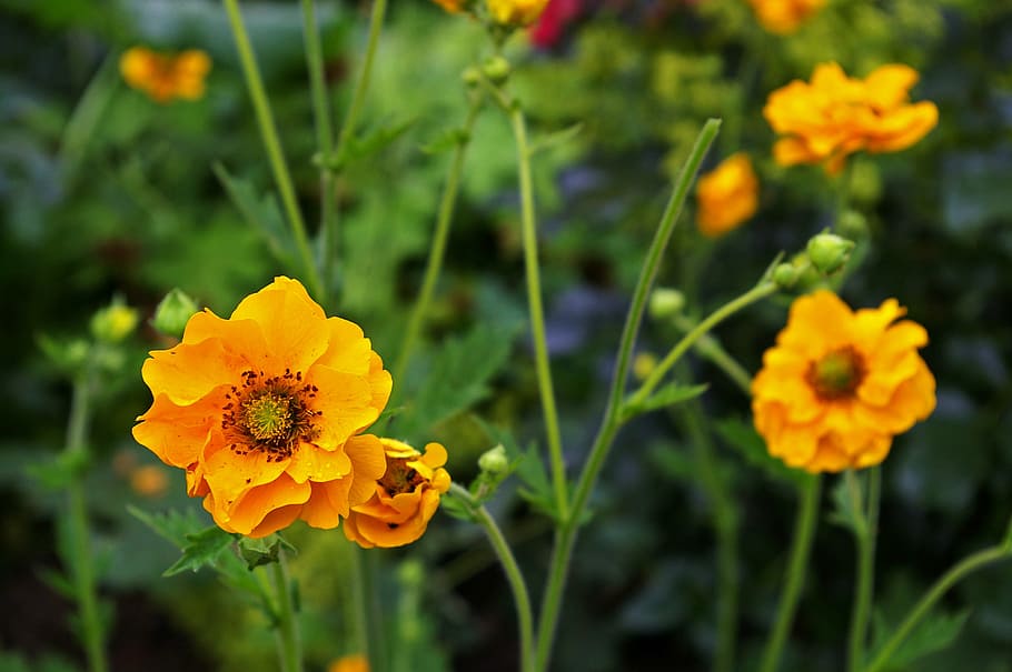 avens, shrub, gartenstaude, nature, garden, summer, flower HD wallpaper