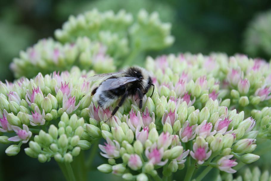 Bumblebee, Flowers, Insect, Nature, macro, plant, close-up HD wallpaper