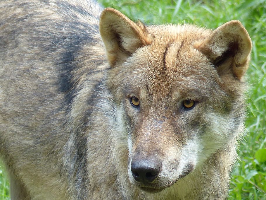 Wolf, Animal, Predator, animal wildlife, one animal, animals in the wild HD wallpaper