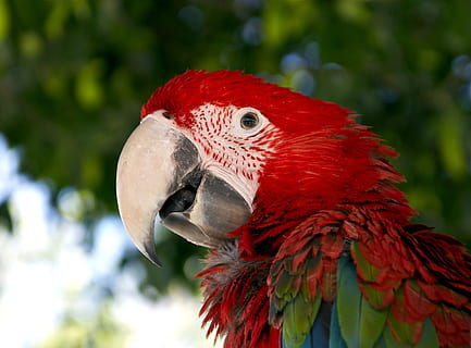 red and green macaw selective focus photography, Red, Bird HD wallpaper