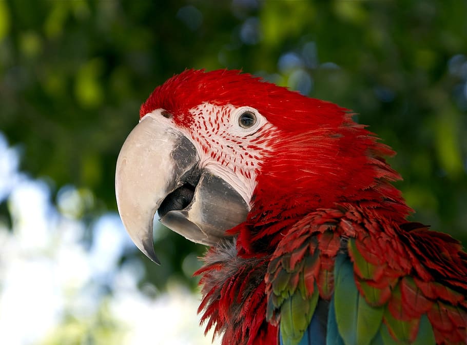 red and green macaw selective focus photography, Red, Bird, Parrot, HD wallpaper