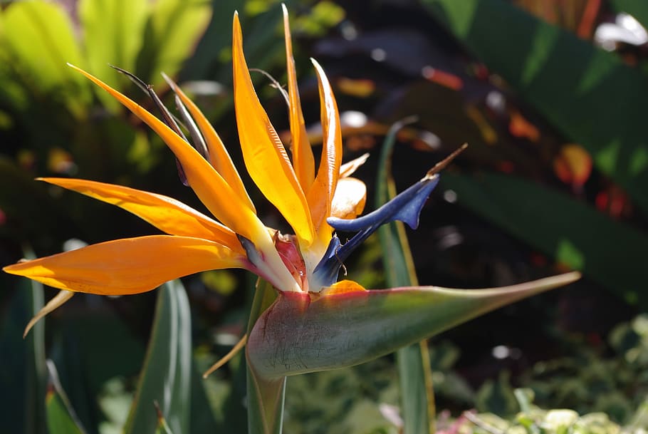 bird's of paradise flower at daytime, nature, flora, leaf, garden HD wallpaper