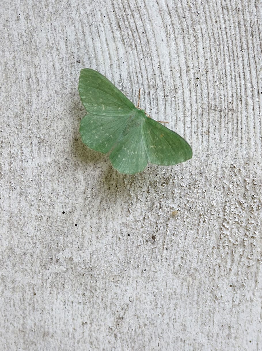 wood, moth, insect, butterfly, close, plant part, leaf, close-up HD wallpaper