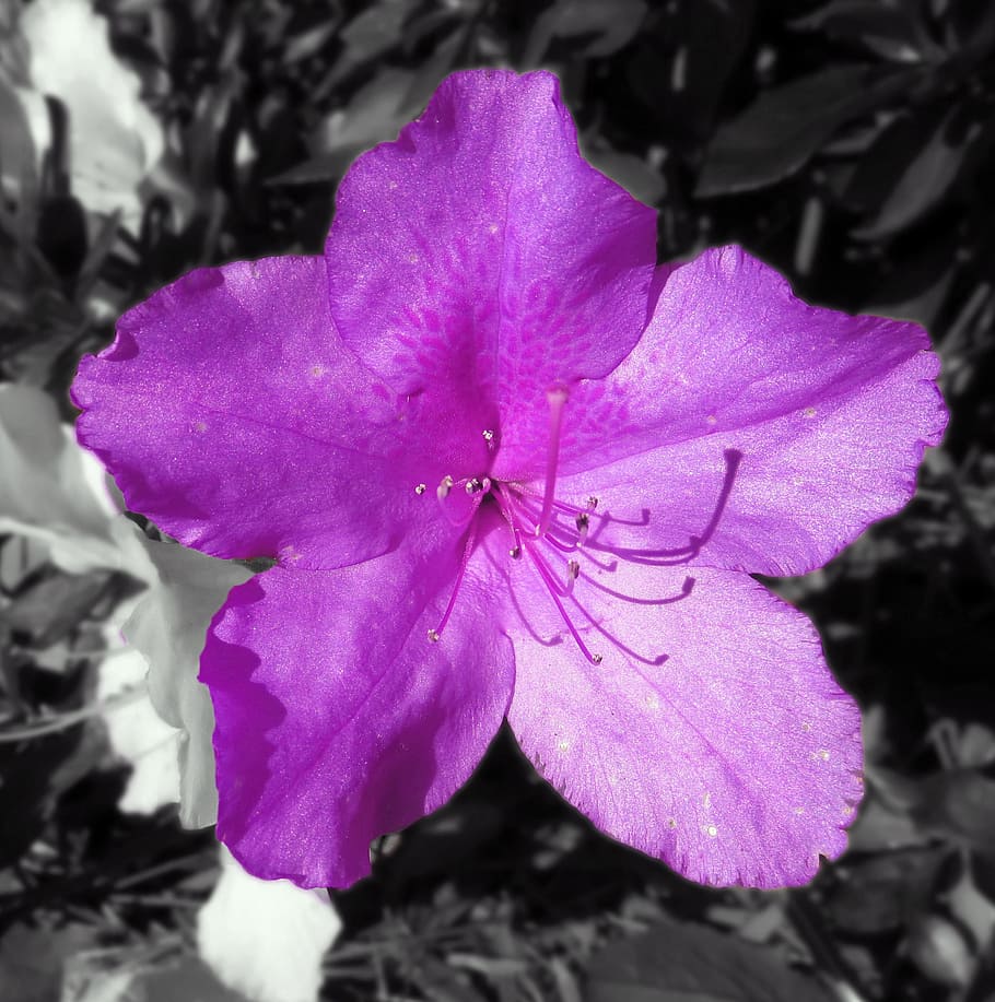flower, purple, violet, wet, plant, flora, flowering plant HD wallpaper