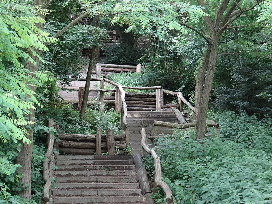 Stairs, Forest, Nature, Landscape, trees, idyll, staircase HD wallpaper