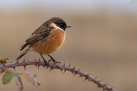 brown and white bird during daytime, sparrow, thorn, twig, chick chasco HD wallpaper