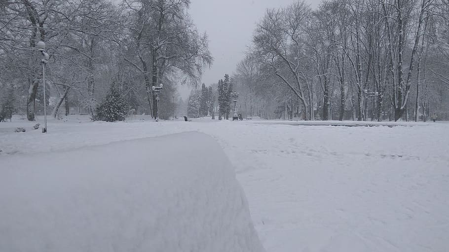 winter, nature, snow, park, cold, cold temperature, tree, plant HD wallpaper