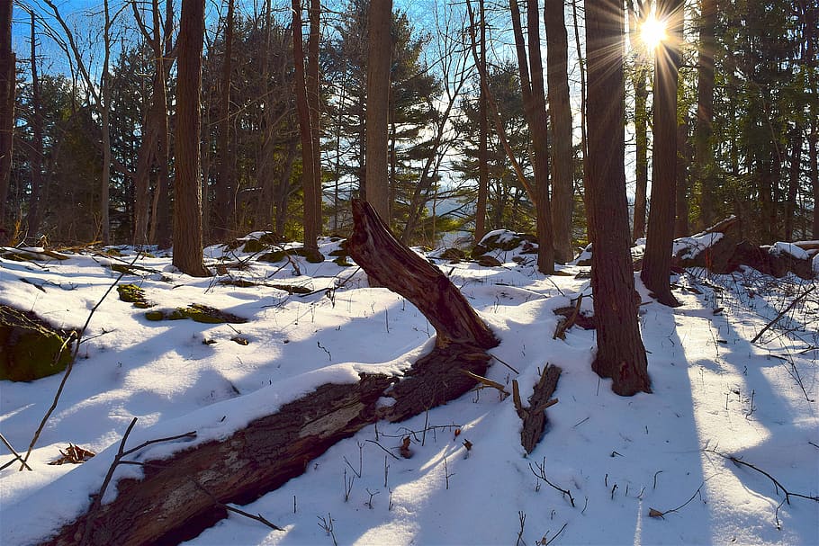 tree, snow, sunrise, forest, park, winter, nature, cold, sunny HD wallpaper
