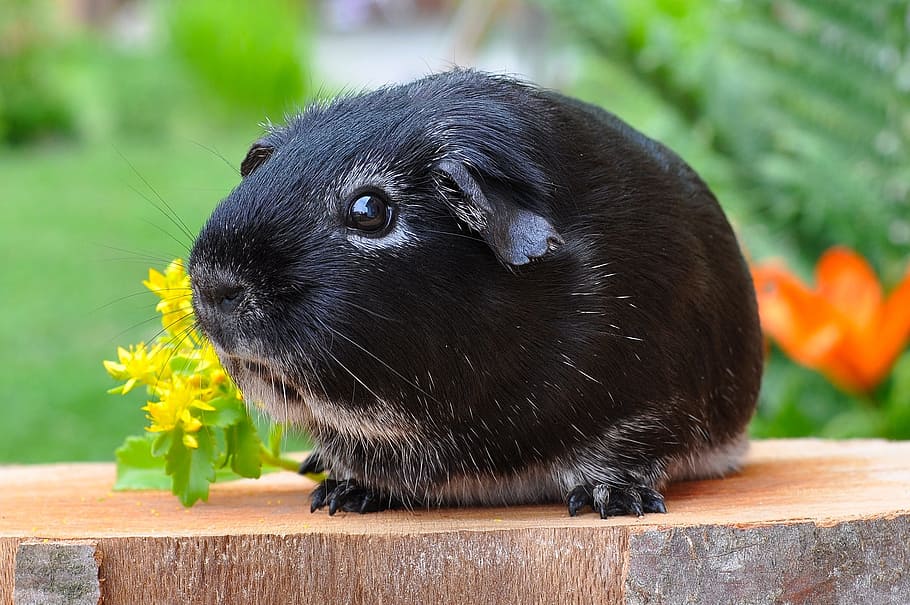 close up photo of black and white guinea pig near yellow petaled flowers, HD wallpaper