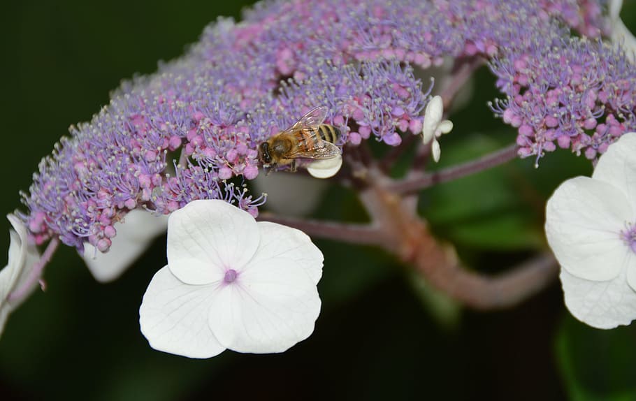 flower, blossom, bloom, bee, garden, summer, insect, honey HD wallpaper