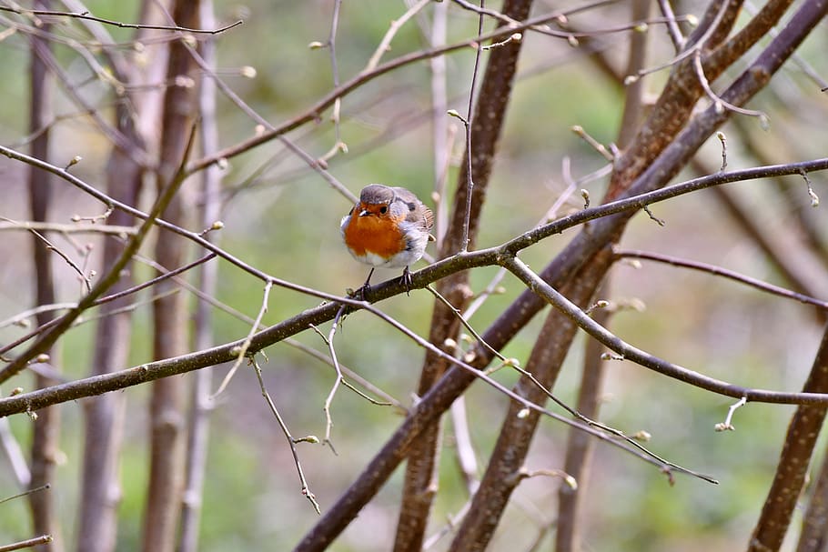 robin, bird, nature, forest, branch, spring, birds, cute, branches HD wallpaper