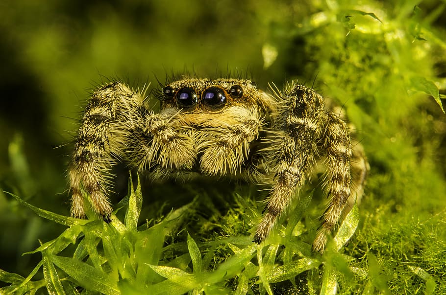 spider on green plant, arachnid, jumping, nature, macro, hunting HD wallpaper
