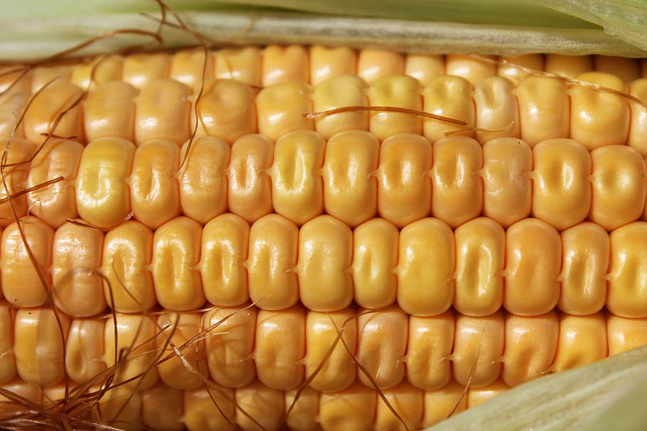 corn, pattern, agriculture, natural, crop, fresh, organic, harvest HD wallpaper