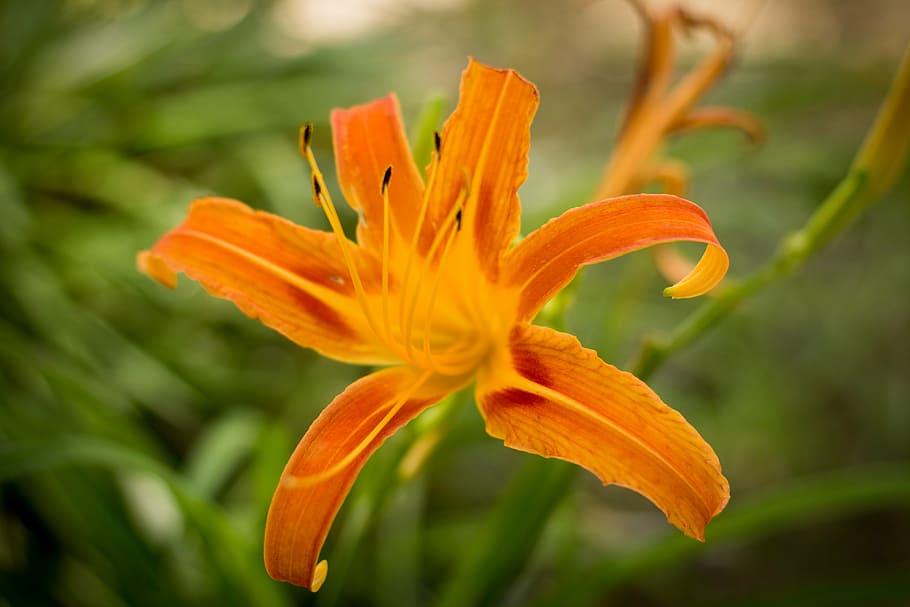 flower, flowering, plant, spring, summer, petals, flora, nature HD wallpaper
