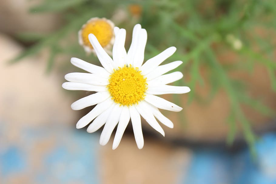 flower, nature, plant, spring, beautiful flower, nature flower HD wallpaper