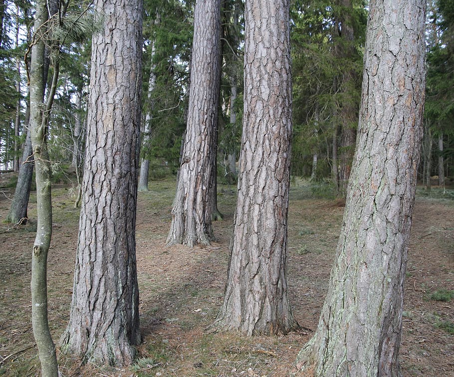 pine, tribes, forest, tree, tree trunk, land, plant, tranquility HD wallpaper