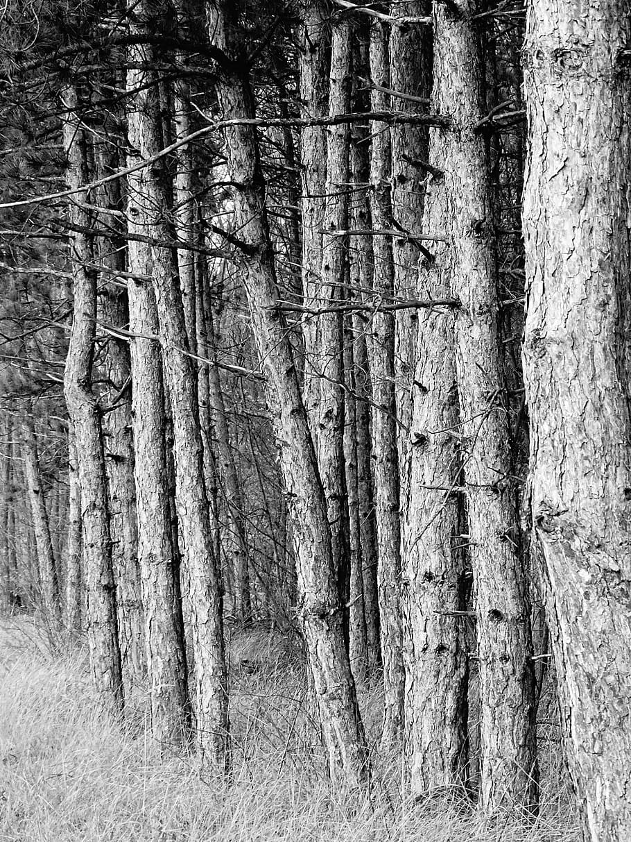 forest, autumn, branch, barks, pines, black and white, tree HD wallpaper
