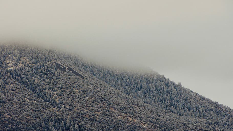 Mountain Frost, grayscale photography of landscape, tree, woodland HD wallpaper